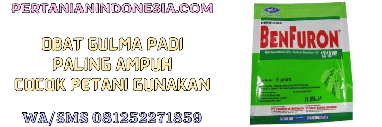 obat,obat gulma,obat gulma padi,tanaman padi,oryza sativa,petani